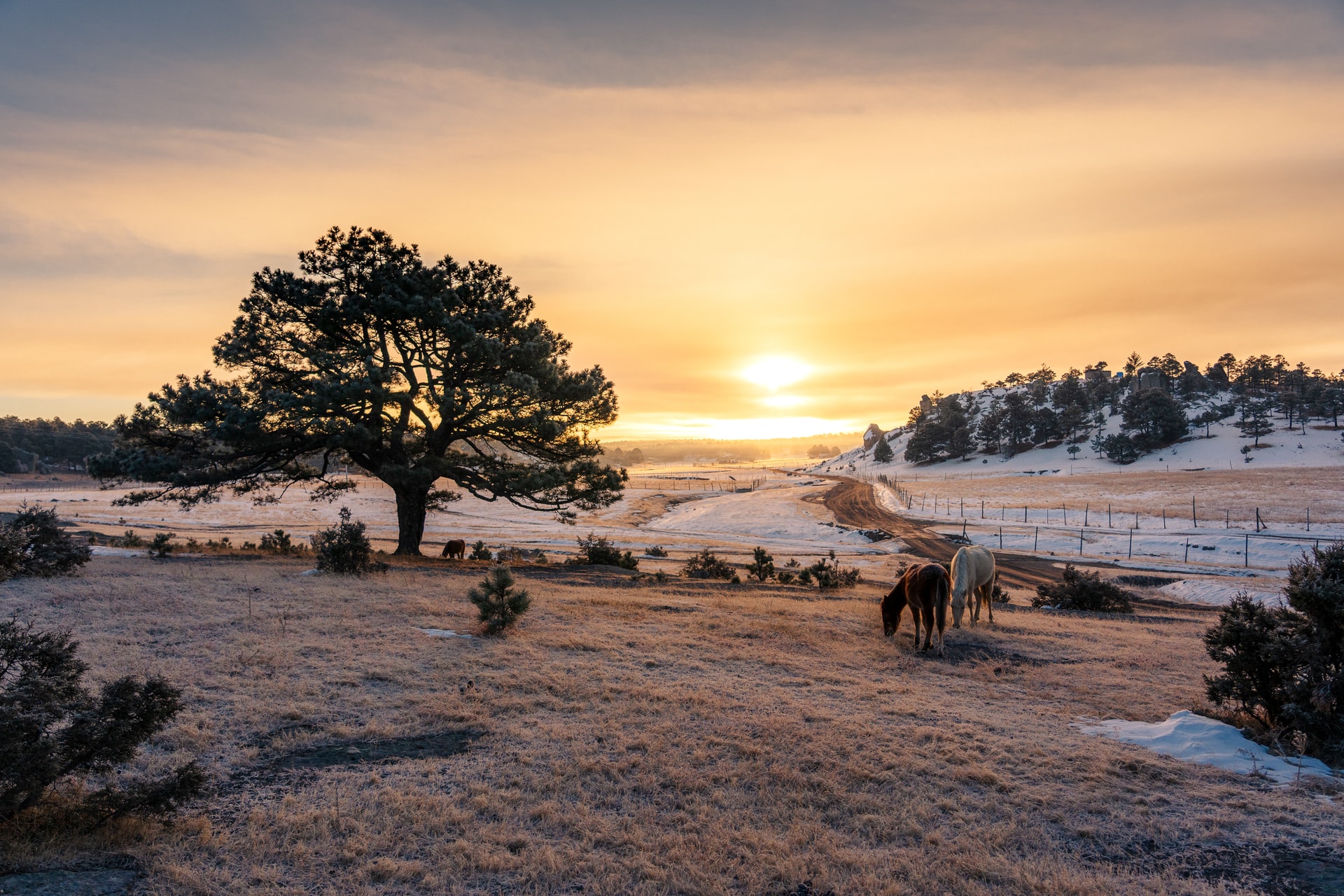 Chihuahua Invernal - 2