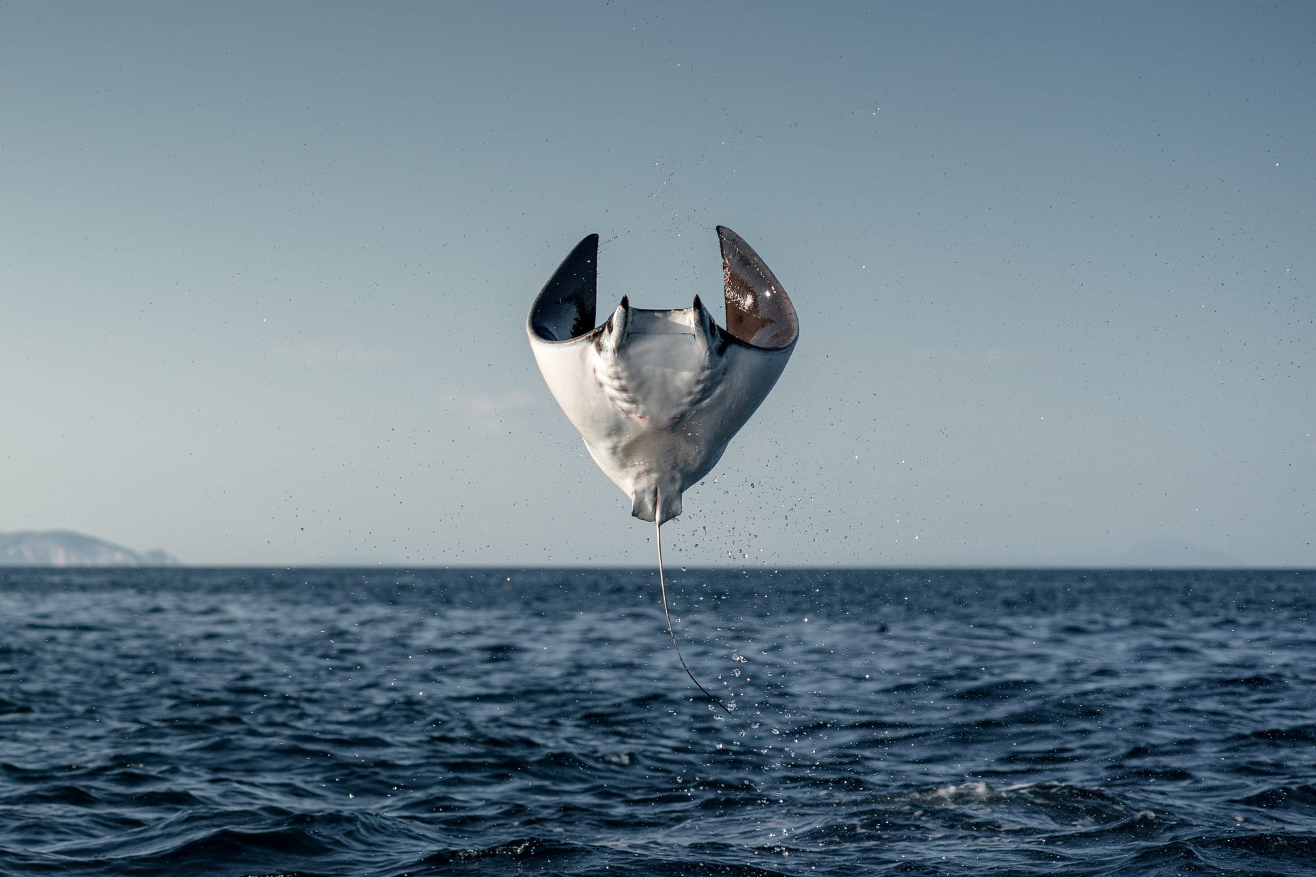 Migración de Móbulas