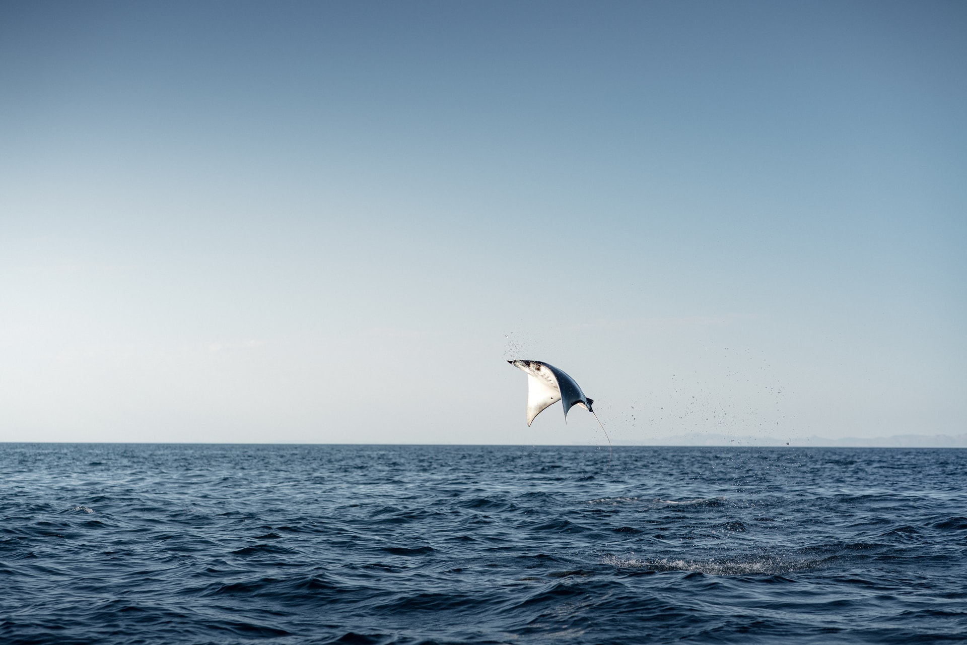 Migración de Móbulas - 4