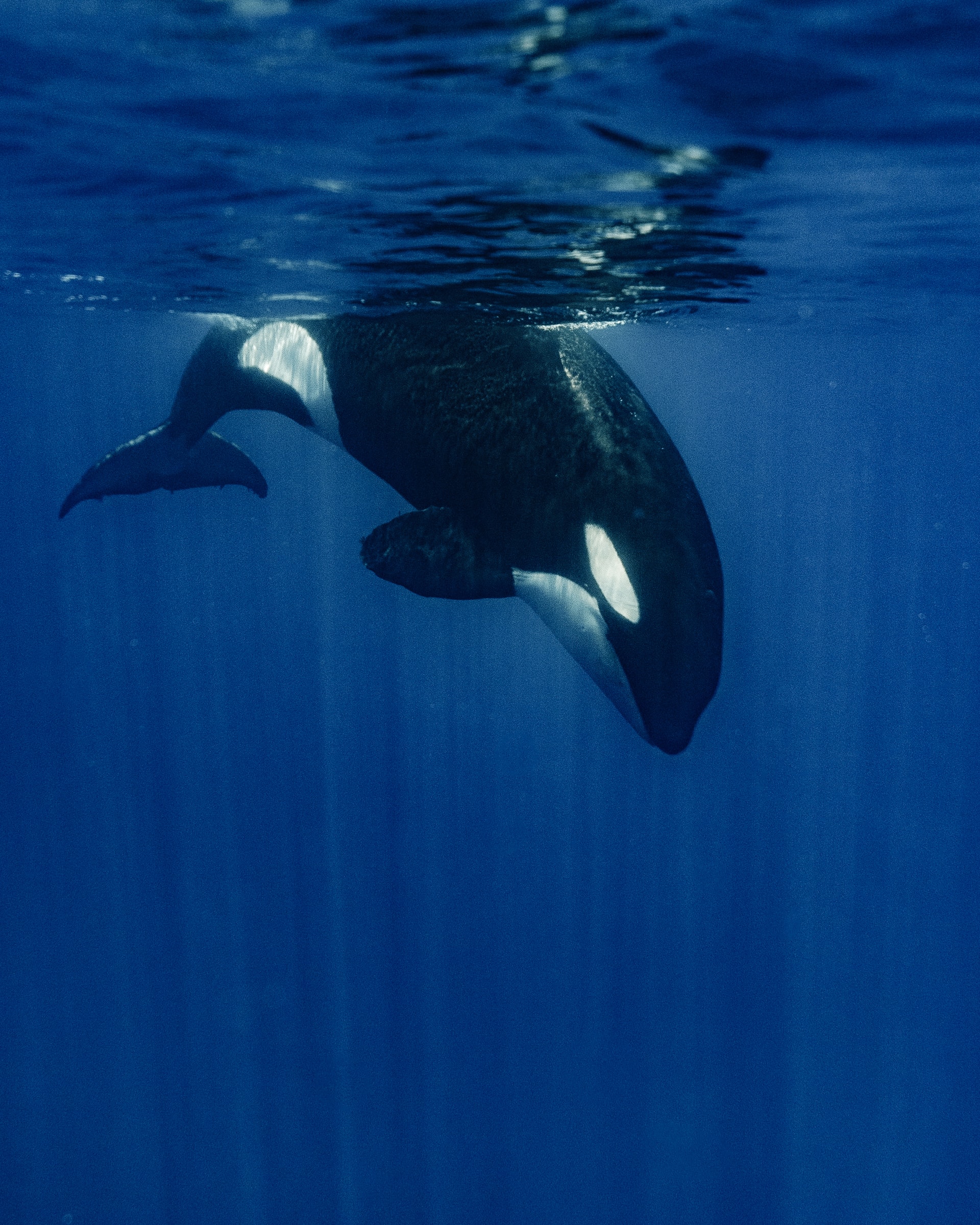 Migración de Móbulas - 2