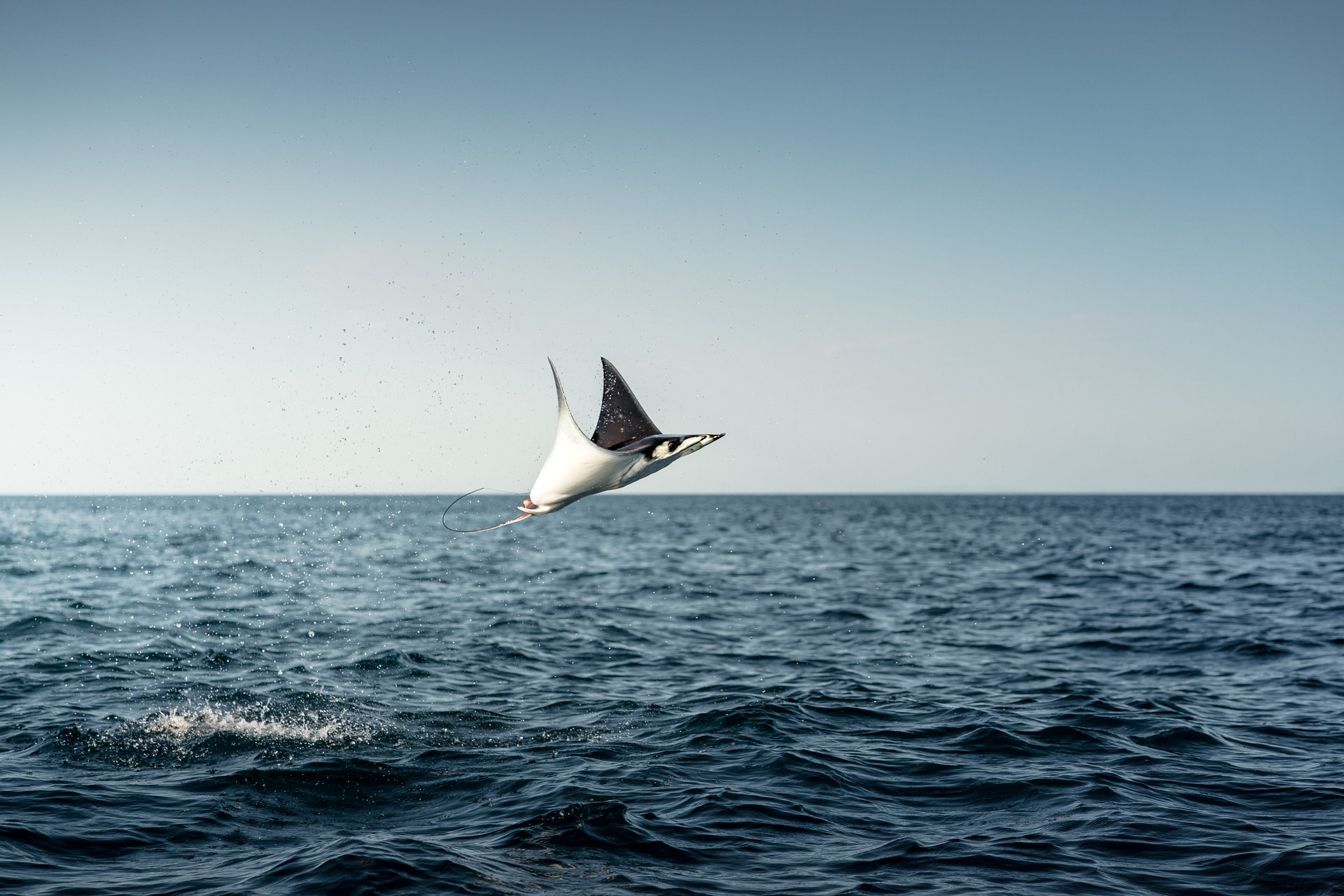 Migración de Móbulas - 3