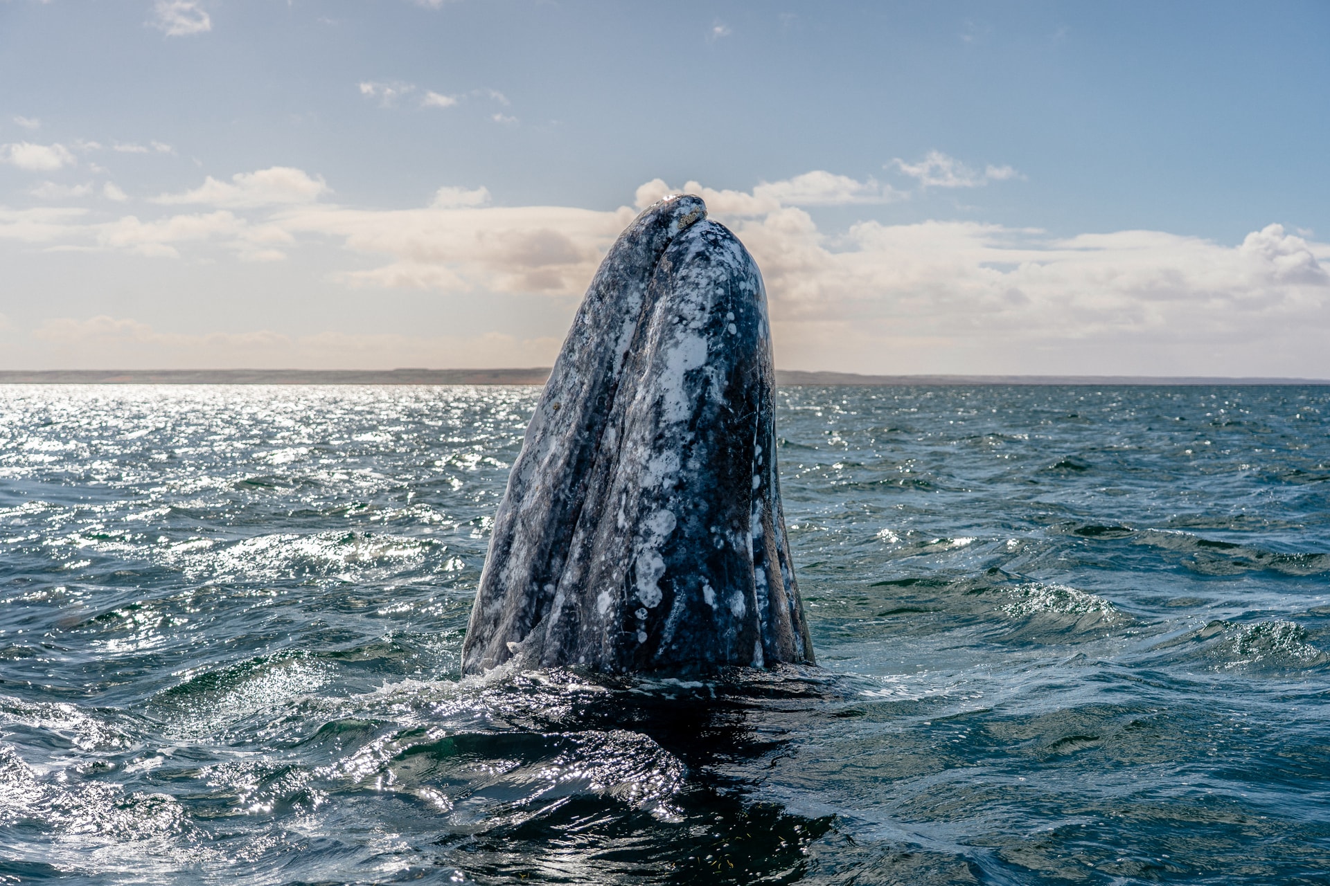 Temporada de Ballenas - 2