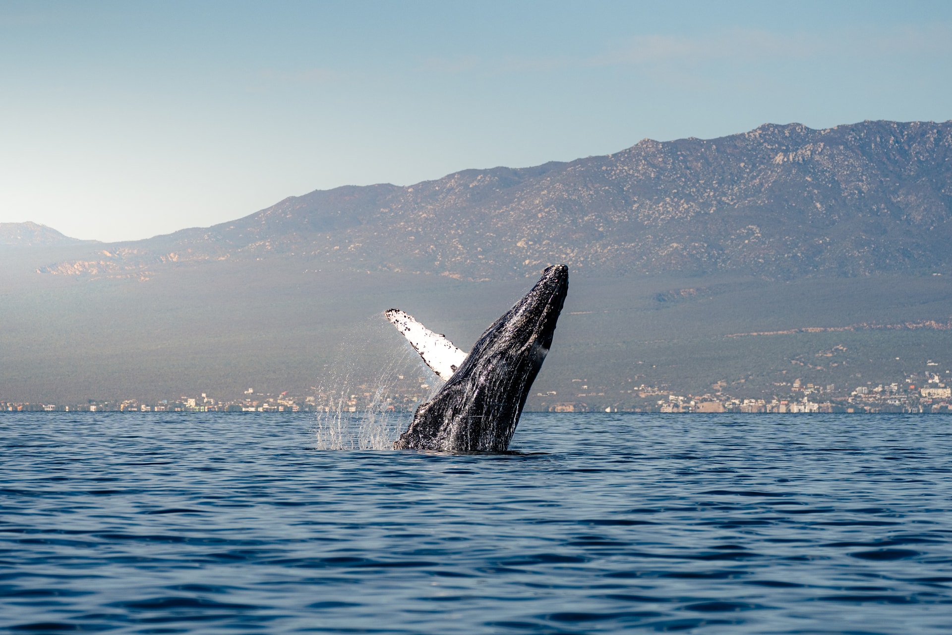 Temporada de Ballenas - 4