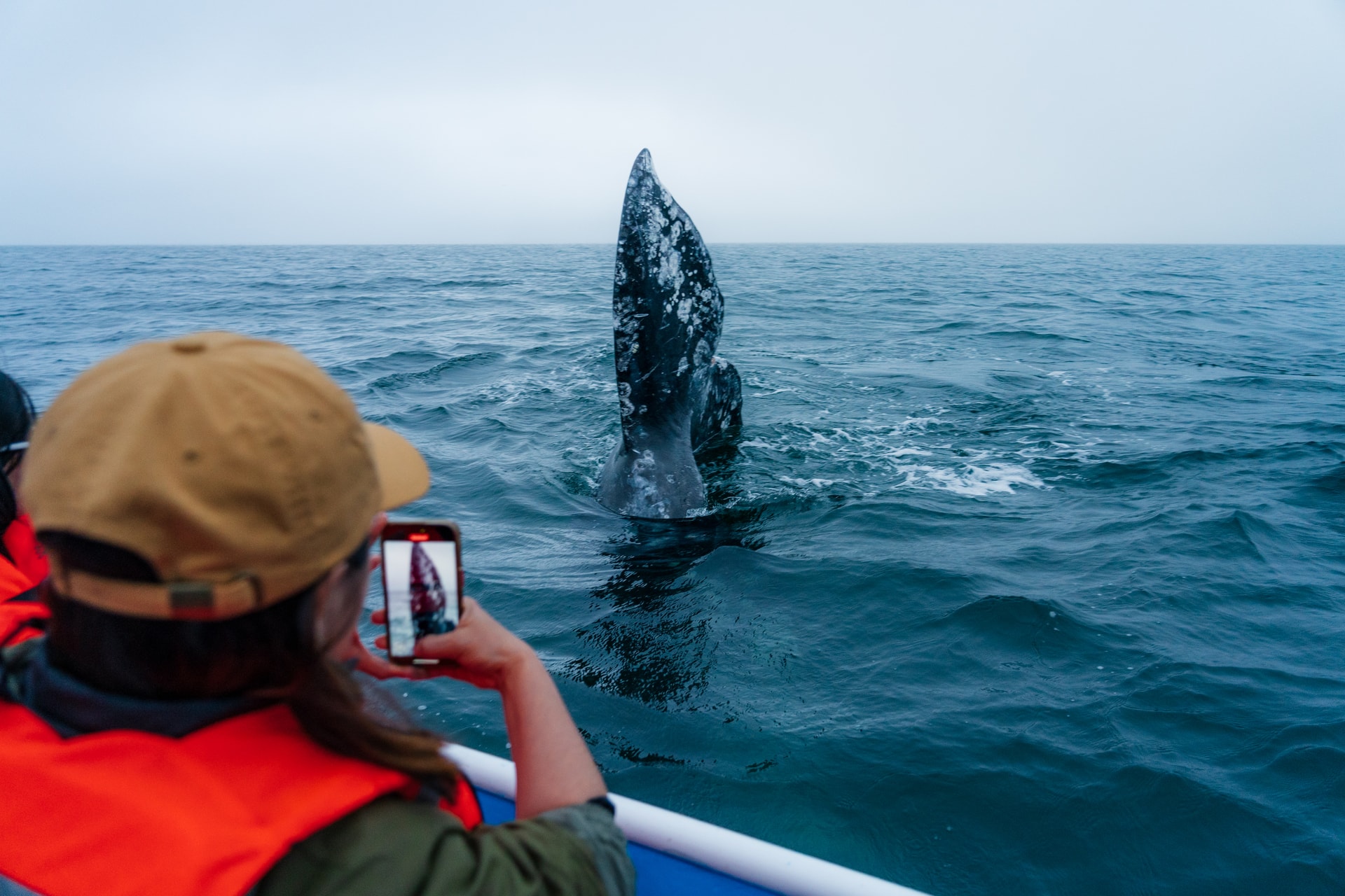 Temporada de Ballenas - 3
