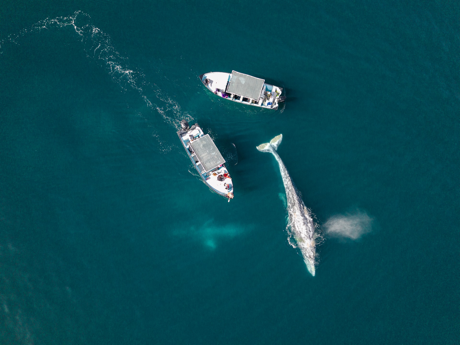 Temporada de Ballenas - 1