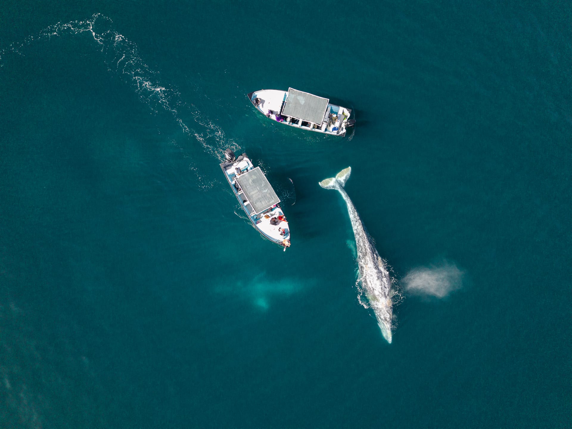 Temporada de Ballenas